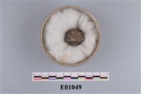 藏品(腕足類(石燕))的圖片